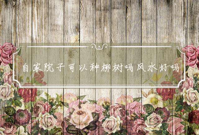 自家院子可以种柳树吗风水好吗